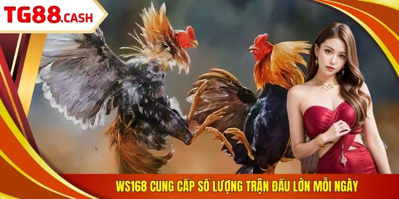 WS168 - Sân Chơi Đá Gà Đẳng Cấp Số 1 Tại Nền Tảng TG88 WS168 cung cấp số lượng trận đấu lớn mỗi ngày